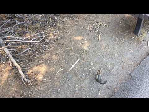 Yellowstone: chipmunk vs. ground squirrel