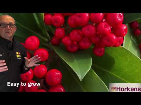 Video: Beri Skimmia Merah