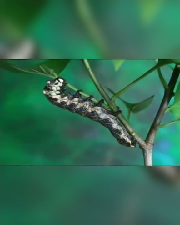 story WA, KH Zainuddin MZ, ceramah singkat, metamorfosis kupu-kupu #Shorts