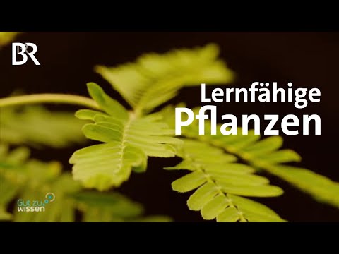 Video: Wie kommunizieren Pflanzen: Erfahren Sie mehr über Pflanzen, die mit ihren Wurzeln sprechen
