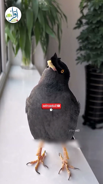 Ghazal on Mitu Oversleeping at Sehri Time 🕊️🤲 #iqraonlinetv #birds #nest #talkingbirds #birdslover