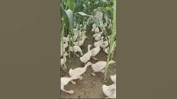 Duck farming in china ! #duck #duckfarming #shorts