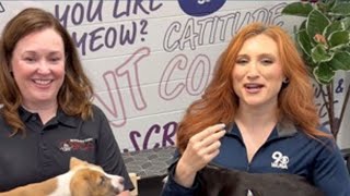 New DC adoption center needs help clearing the shelters