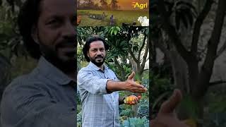 చెర్రీటమాట రకలు ఉపయోగాలు shorts youtubeshorts toneagri tomato tomatofarming agriculture viral