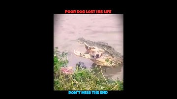 Dog V/S Crocodile #viralshorts #viralytshorts #shorts #animalshorts #ytshorts #wildlife #dog #wild