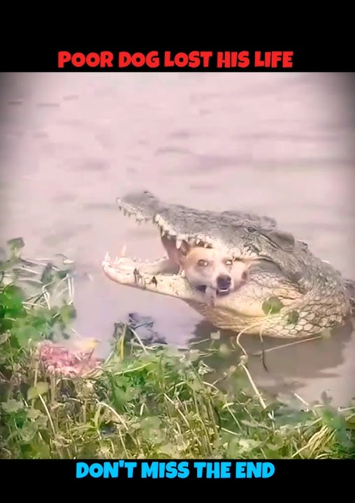 Dog V/S Crocodile #viralshorts #viralytshorts #shorts #animalshorts #ytshorts #wildlife #dog #wild