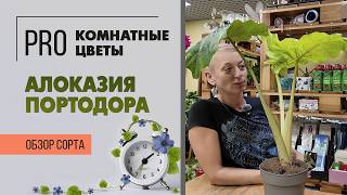 Алоказия портодора. Обзор сорта. Красивое интерьерное растение с большими листьями.