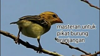 Masteran gacor untuk pikat burung branjangan sawah suara pancingan Park 4| kicau suara burung