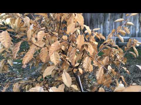 Vídeo: Thorny Olive Control: fets sobre Elaeagnus Pungens al paisatge