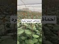 منتج إذا استخدمته صدقني ستمبر من سرعة نمو القات 