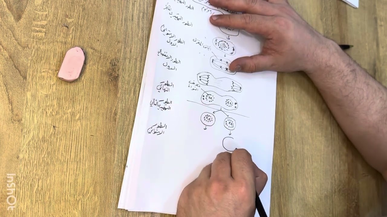 رسم اطوار الانقسام الاختزالي