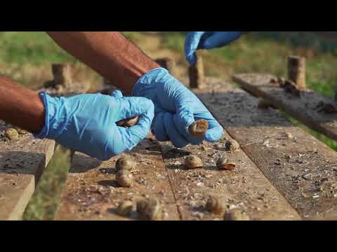 Video: Come si riproducono le lumache? Tipi di lumache domestiche