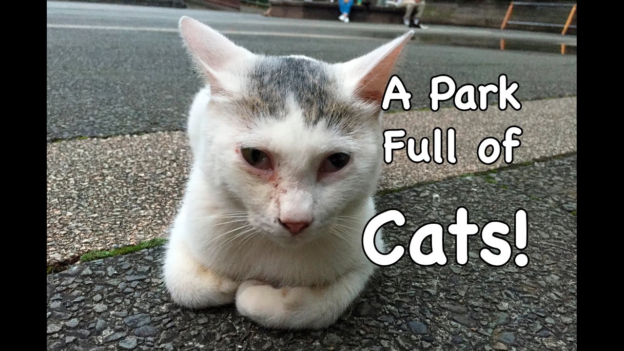 A Park Full Of Cats In Tokyo YouTube