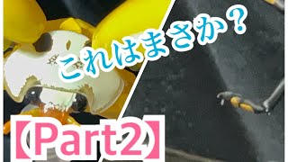 【Part2】【1000円ガチャ】【いきもの大図鑑アドバンス】これホントにほんとに凄いから期待して下さい。うぉーー！！！アマゾンッ！