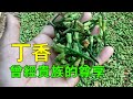 丁香的採摘和製作過程，圓頂飽滿的花蕾才是佳品