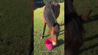 First aid station style! Mending horses with sheep