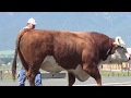 Big bad bull rock music version c chandler 0100 at chandler herefords