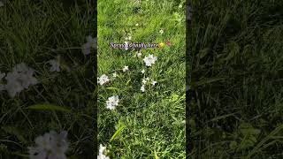 🌱 #fypシ゚viral #spring #flowers #sun