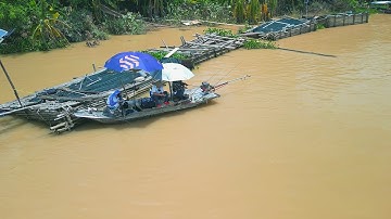 CÂU CÁ SÔNG HỒNG: Câu Cá Ngạnh Sông P1