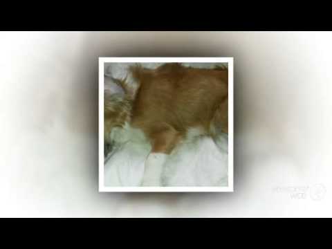 PomShi Dog breed my dog is shaking