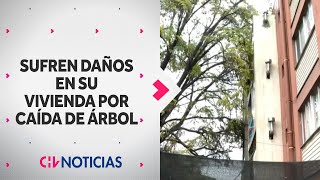 ÁRBOL CAÍDO AMENAZA a departamentos en Peñalolén: Temen que pueda ceder y provocar daños