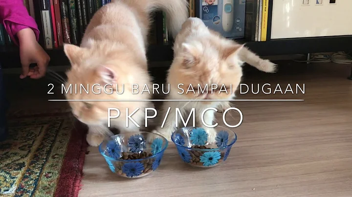 Watch the video about Bila dah lapar, Royal Canin lambat sampai pulak
