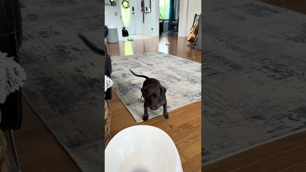 Mini Dachshund Goes Wild Chasing the Automatic Ball Launcher