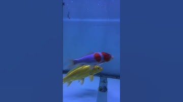 Cá rồng ngân long vs cá koi