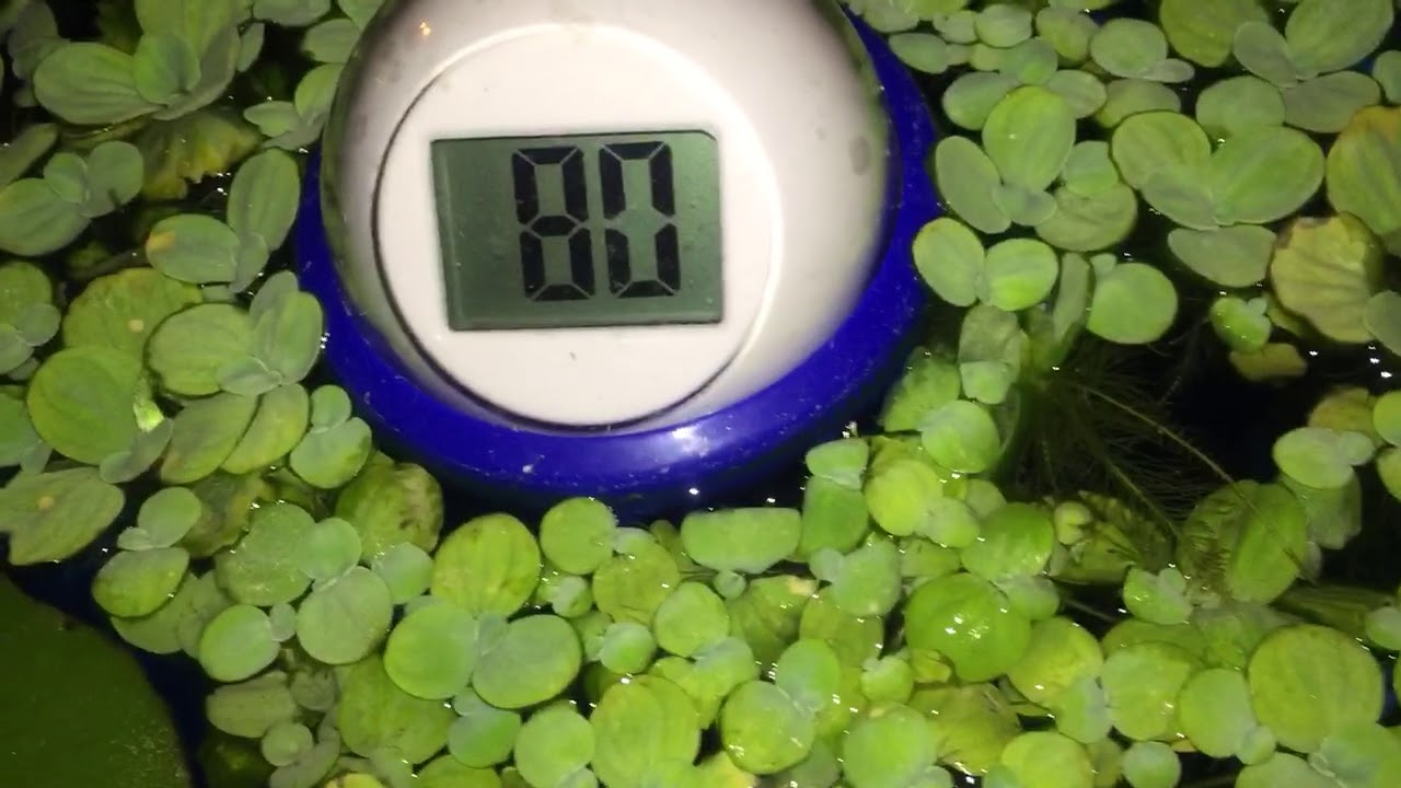 Galvanized water trough fish tank pond, after dark. YouTube