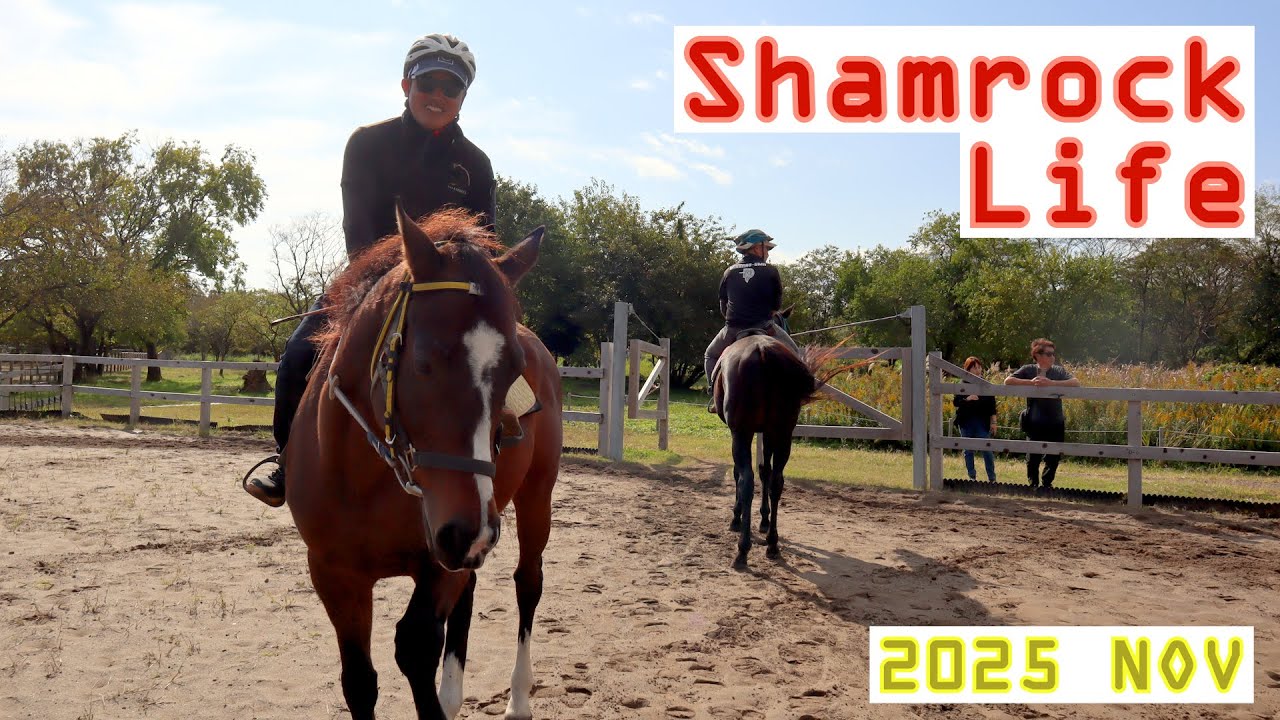 皆さんのシャムロックですよ/11月のVlog