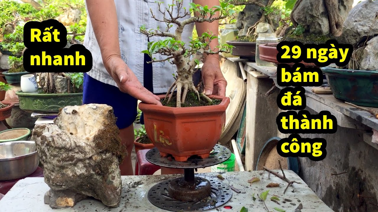 VIDEO ĐẦY ĐỦ 29 Ngày Làm Cây Mai Cây Chanh , Phá Thế Bồ Đề và Tiếp Vị Khách Đặc Biệt