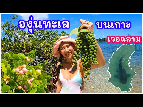 องุ่นทะเลบนเกาะ มีฉลามด้วย(EN/TH sub) Green sea grapes on the island and a shark