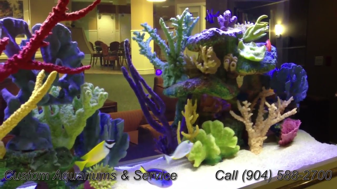 Offer Best Fish Tank Setup Ideas Jacksonville FL]- 904.588.2700 - Jacksonville  FL- YouTube