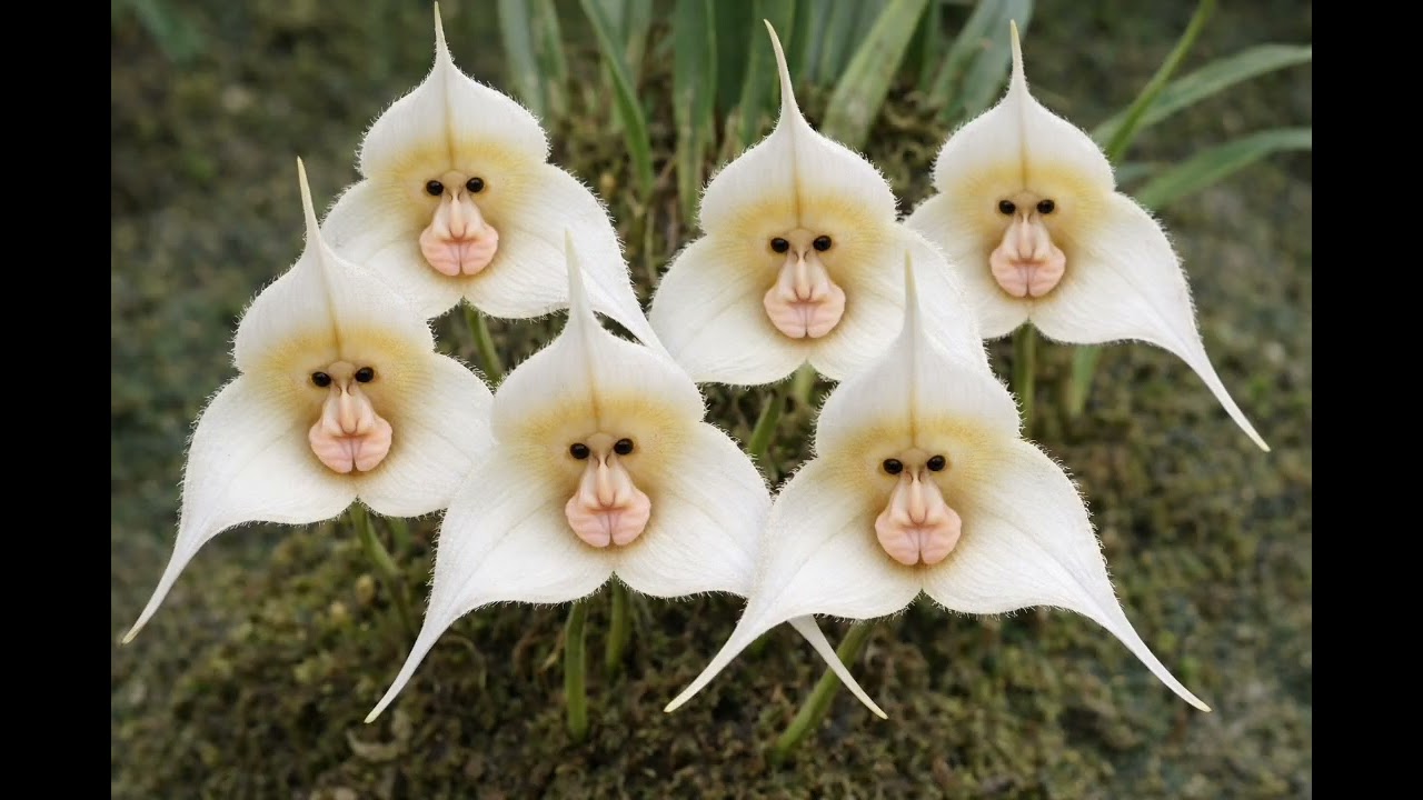 Orquídea Cara-de-Macaco  Dracula simia: Curiosidades, Origem e Cuidados