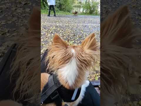 осень в парке с собакой/ уютная осень
