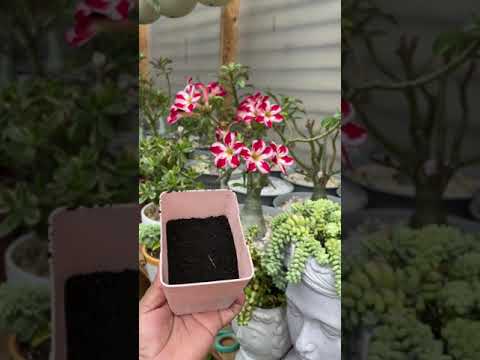 Video: ¿No puedes conseguir flores de viento moradas?