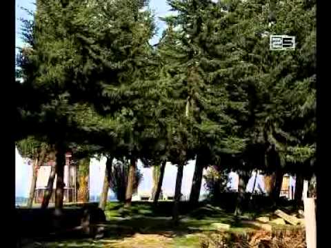 ხეების გაჩეხვა