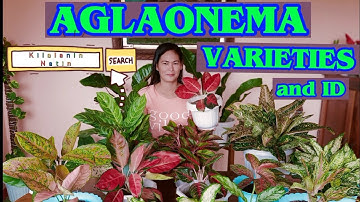AGLAONEMA VARIETIES and ID  KILALANIN NATIN CherryBoterPH