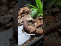 Tiniest Python On The Planet!