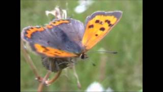 Small Copper Butterflies Lycaena phlaeas