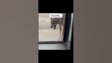 How different animals react with rabies😳 #shorts