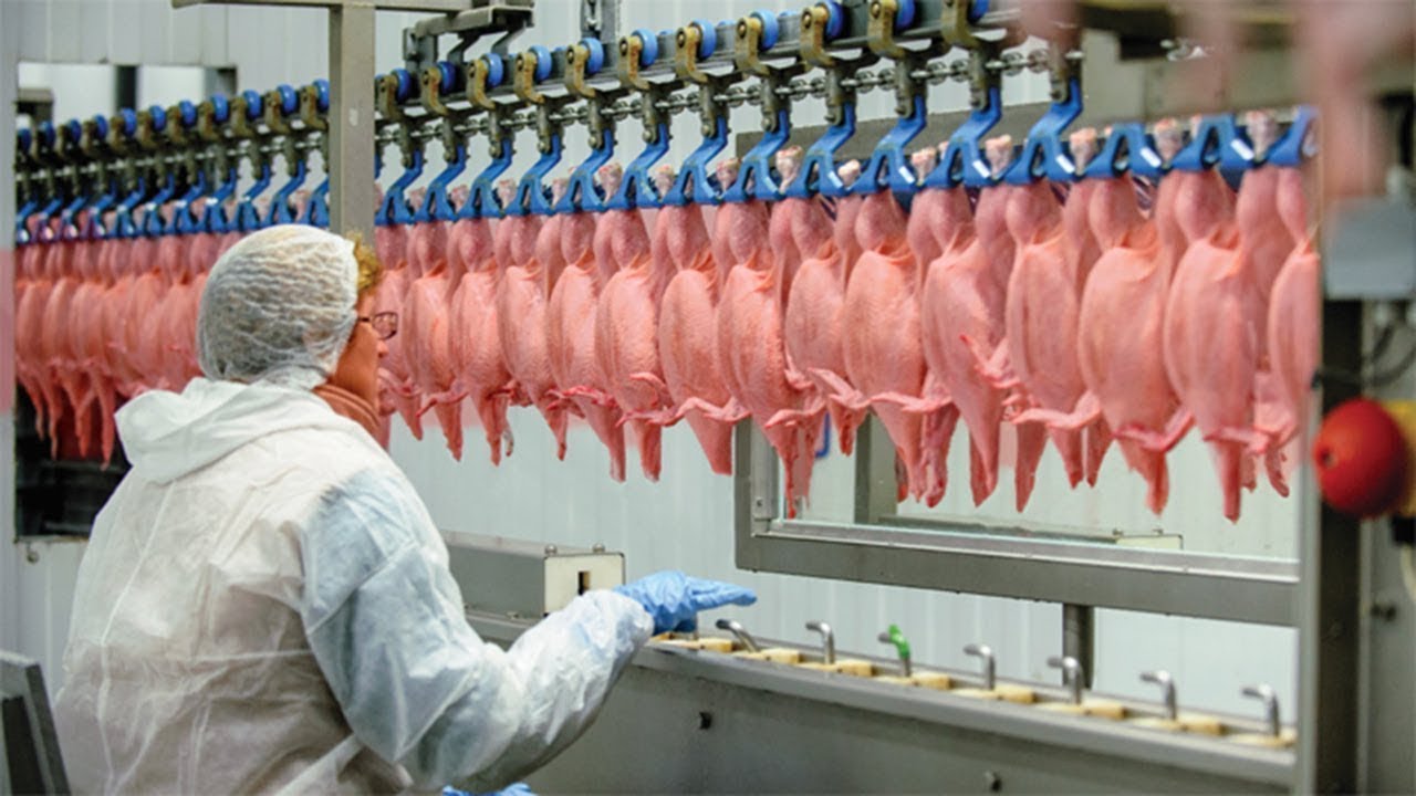 Amazing Fully Auto Poultry Processing System, Chicken Process Machinery