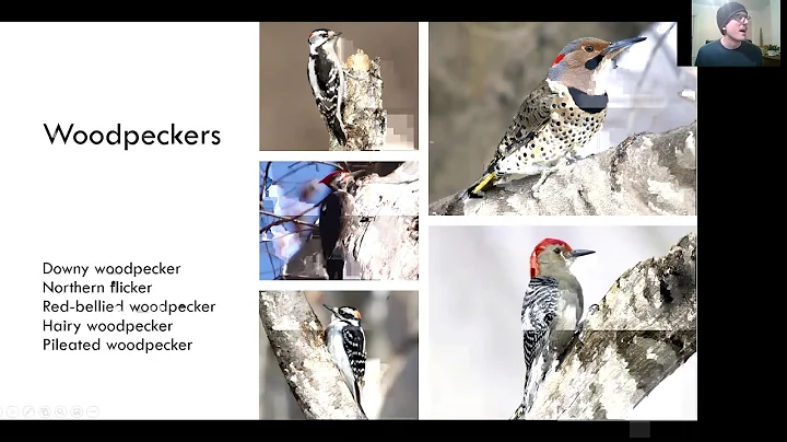 Winter Birding Webinar | Stephen Bucklin