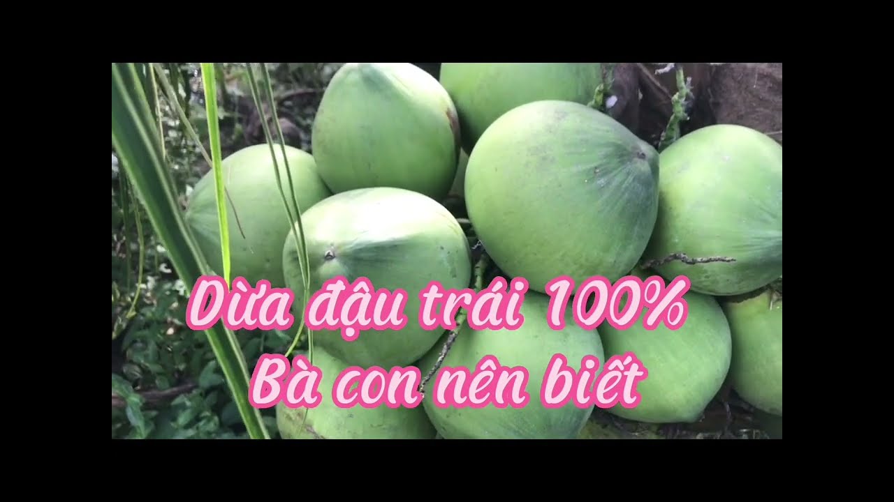 Dừa xiêm siêu trái. Trái đều cả buồn dừa, cách làm không tốn tiền hiệu quả kinh tế cao,