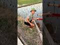 Trẻ trâu thả diều vô ý thức làm đổ hết lúa #shortvideo #funny #thadieusao