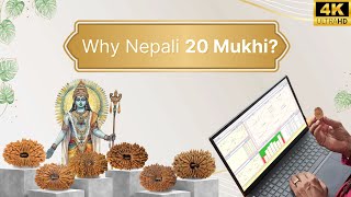 Nepali 20 Mukhi Rudraksha | Why Nepali 20 Mukhi ? | Answer to all your questions.