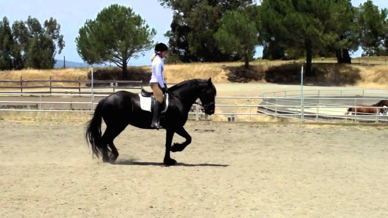 young friesian dressage training - YouTube