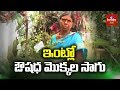 Terrace Garden | Growing Medicinal Plants | Hymavathi Success Story | hmtv Agri