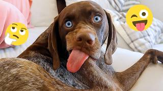 I'm 101% SURE that you will LAUGH EXTREMELY HARD- Funny Dog 2026 #335