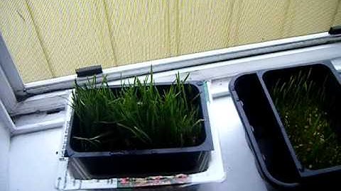 Cat Grass part 3!